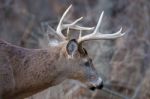 Closeup Of The Beautiful Male Deer With The Horns Stock Photo