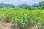 Sugarcane Crops Stock Photo