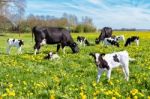 Meadow Full Of Dandelions With Grazing Cows And Calves Stock Photo