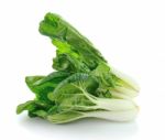 Pok Choi Isolated On White Background Stock Photo