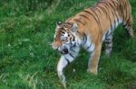 Siberian Tiger (panthera Tigris Altaica) Or Amur Tiger Stock Photo