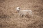 Lamb On The Farm Stock Photo