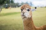 Alpacas In A Field Stock Photo