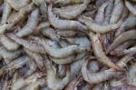 Fresh Shrimp Stock Photo