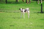 Country Calf In Queensland Stock Photo