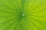 Detailed Lotus Leaf In Close Up For Background, Texture Stock Photo