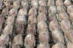 Dried Salted Damsel Fish, Drying In The Sun Stock Photo