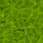 Mint Leaves Stock Photo