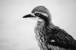 Bush Stone-curlew Resting On The Beach Stock Photo