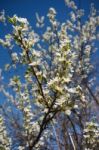 Cherry Blossoms Stock Photo