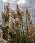 Pampas Grass In Full Bloom Stock Photo