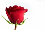 Red Rose Stock Photo