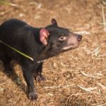 Tasmanian Devil In Hobart, Tasmania Stock Photo