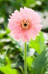 Pink Gerbera Flower Stock Photo