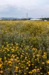 Spring Algarve Landscape Flora Stock Photo