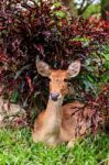 Female Antelope On Ground In Park Stock Photo