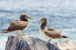 Juvenile Nazca Booby In Galapagos Stock Photo