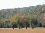 Trees In The Fall Stock Photo