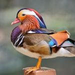 Mandarin Duck Stock Photo