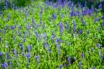 Abstract Violet Flowers On Field At Rajapruk Park Stock Photo