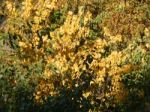 Autumn Tree Foliage Texture Stock Photo