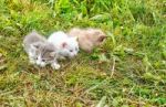 Three Kittens Walking On Grass Stock Photo