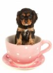 The Tea Dog Stock Photo