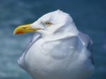 Herring Gull Stock Photo