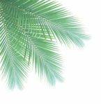 Palm Leaf Isolated On White Background Stock Photo