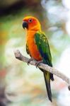 Sun Conure Stock Photo