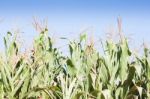 Green Field Of Corn Growing Up Stock Photo