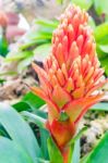 Colorful Blooming Bromeliad Plants Stock Photo