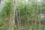 Plantation Of Tomatoes In The Organic Garden Stock Photo