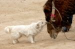 A Dog And A Camel Are Together Friendly And Lovely Stock Photo