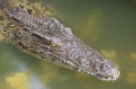 Crocodile Head With Closed Jaws Closeup Stock Photo