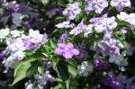 Closeup Of Brunfelsia Uniflora Flower Stock Photo