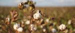 Cotton Field In Oakey, Queensland Stock Photo