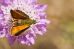 Lulworth Skipper (thymelicus Acteon) Stock Photo