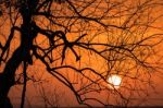 Branch Silhouette Sunset Stock Photo