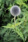 Globe Thistle (echinops) Blue Flower Stock Photo