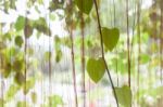 Green Leaves Hanging In Home Garden Stock Photo