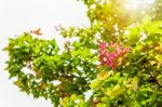 Red Young Leaves Maple On Tree Stock Photo