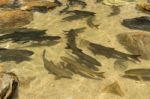 Fish Swimming In Rivers, Lakes, Sea, Fishing Stock Photo