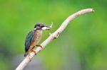 Kingfisher eating fish Stock Photo