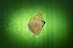 Abstract Of Butterfly Wing On Green Leaf Stock Photo