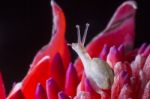 Snail On Red Flower Stock Photo