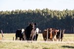 Cows Grazing In The Green Argentine Countryside Stock Photo