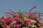 Bougainvillea Stock Photo