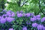 Rhododendron,flowers Stock Photo