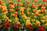 Flowers In The Gardens Near Bury St Edmunds Cathedral Stock Photo